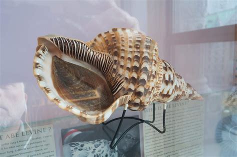 conch fish|Conch: Everything You Need To Know About Strombidae.